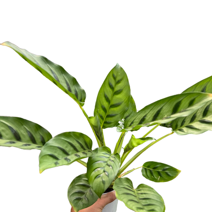 Calathea Leopardina
