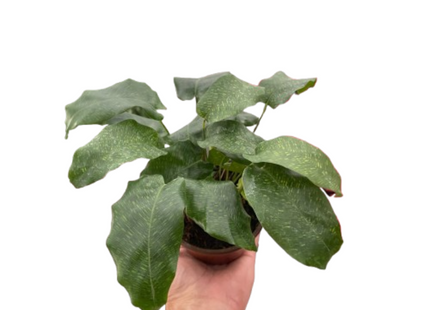 Calathea 'Musaica'
