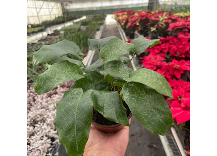 Calathea 'Musaica'