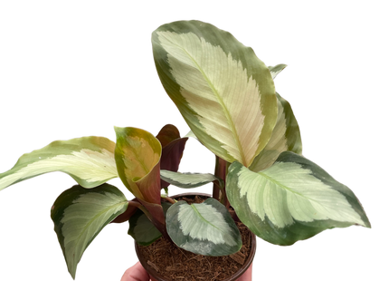 Calathea 'Picturata'