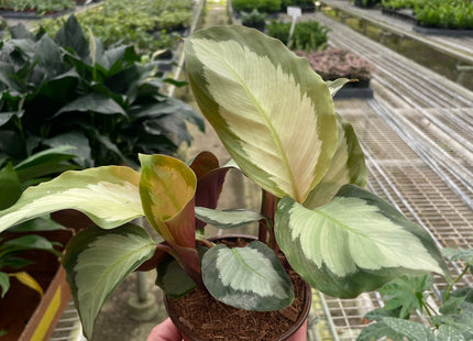 Calathea 'Picturata'