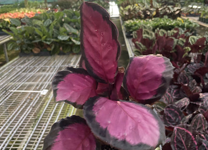 Calathea 'Purple Rose'