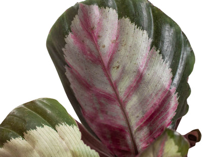 Calathea roseopicta 'Silvia'
