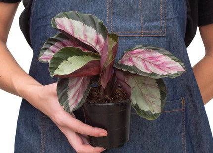 Calathea roseopicta 'Silvia'
