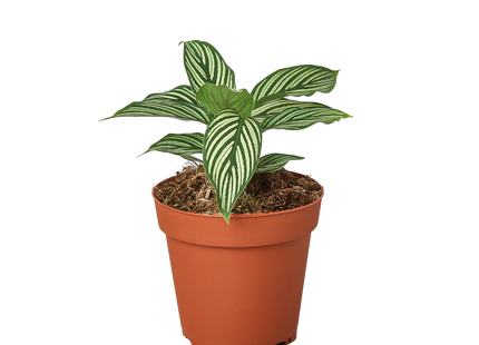 Calathea 'Vittata'