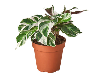 Calathea 'White Fusion'