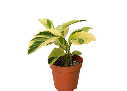 Calathea 'Yellow Fusion'