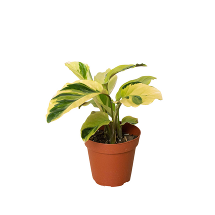Calathea 'Yellow Fusion' | Live Plant for Indoor & Outdoor | House Plant Decor