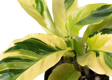 Calathea 'Yellow Fusion'