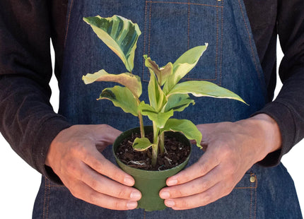 Calathea 'Yellow Fusion'
