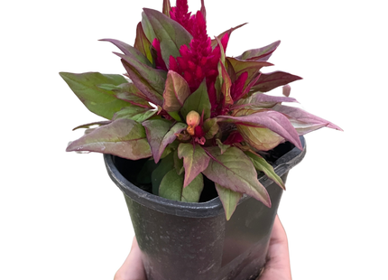 Celosia