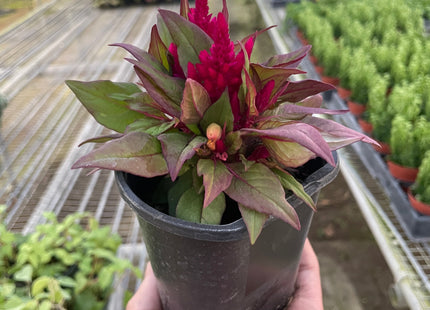 Celosia