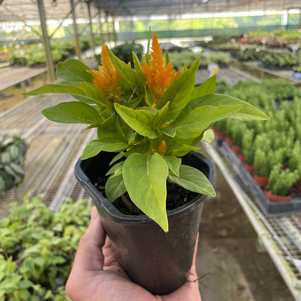 Celosia