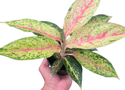 Chinese Evergreen 'Karat'