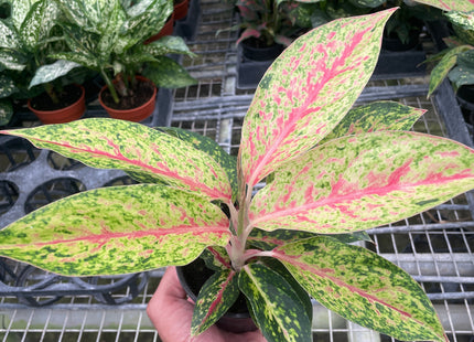 Chinese Evergreen 'Karat'