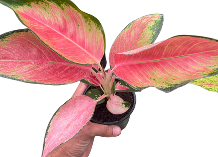 Chinese Evergreen 'Pink Pearl'