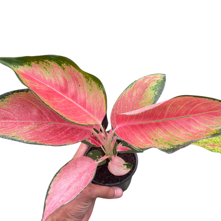 Chinese Evergreen 'Pink Pearl'