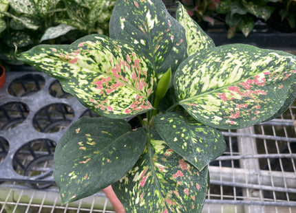 Chinese Evergreen 'Wishes'