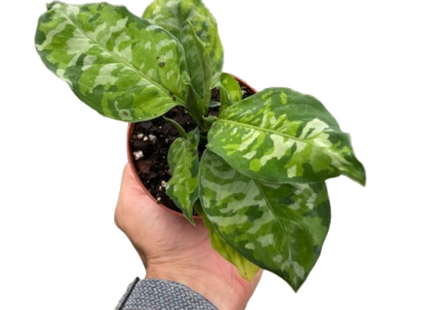 Chinese Evergreen Pictum Tricolor