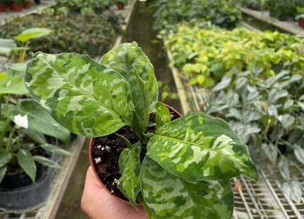 Chinese Evergreen Pictum Tricolor