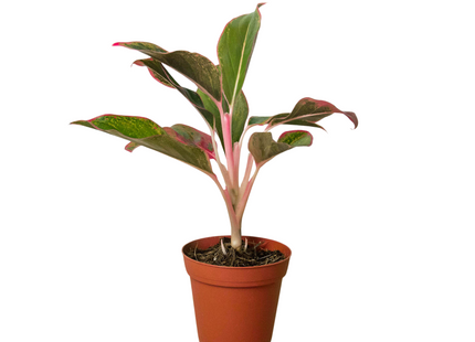 Chinese Evergreen 'Red Siam'