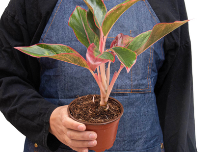 Chinese Evergreen 'Red Siam'