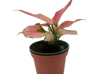 Chinese Evergreen 'Rich Red'