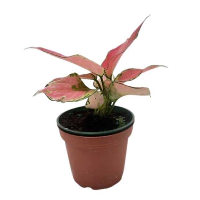 Chinese Evergreen 'Rich Red'