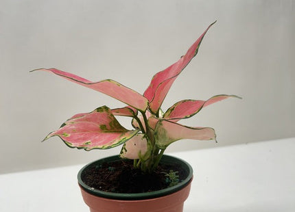 Chinese Evergreen 'Rich Red'