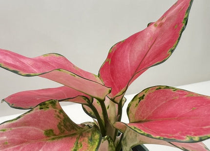 Chinese Evergreen 'Rich Red'