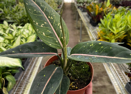 Chinese Evergreen 'Stars'
