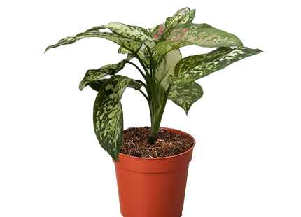 Chinese Evergreen 'Wishes'