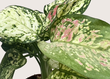 Chinese Evergreen 'Wishes'