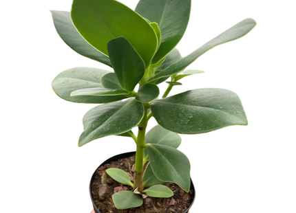 Clusia 'Princess' (Autograph Plant)