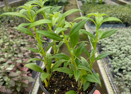 Columnea Hirta - 4" Pot
