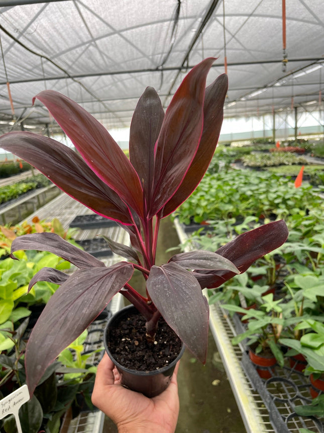Cordyline 'Calypso Queen' | Live Plant for Indoor & Outdoor | House Plant Decor