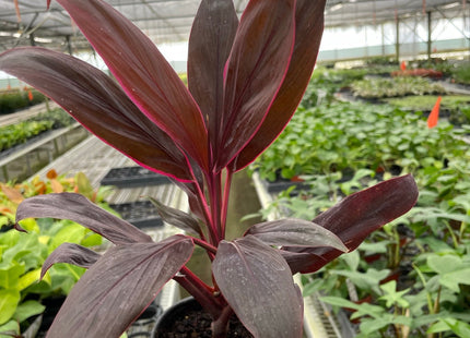 Cordyline 'Calypso Queen'