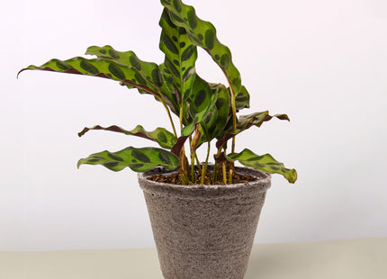 Calathea Lancifolia 'Rattlesnake'