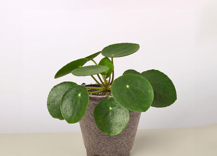 Pilea Peperomioides 'Chinese Money'