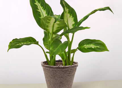 Dieffenbachia Camille