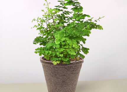 Maidenhair Fern