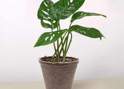 Monstera Adansonii 'Swiss Cheese'