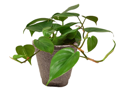 Philodendron Cordatum Heartleaf