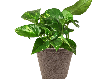 Pothos 'Golden'