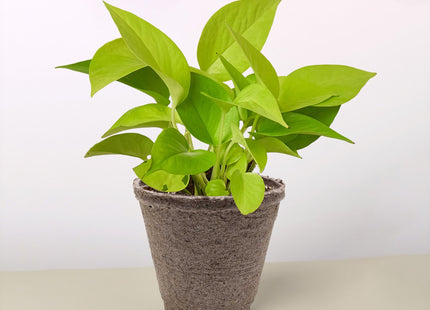 Pothos 'Neon'