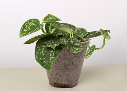 Pothos 'Satin'