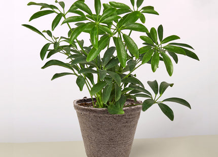 Schefflera Arboricola 'Umbrella'
