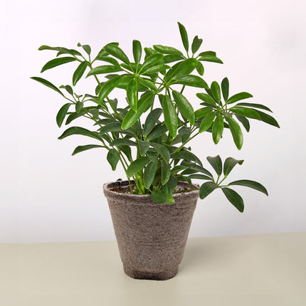 Schefflera Arboricola 'Umbrella'