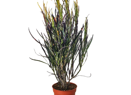 Croton 'Picasso'