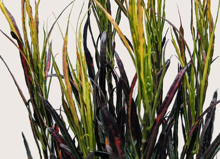 Croton 'Picasso'